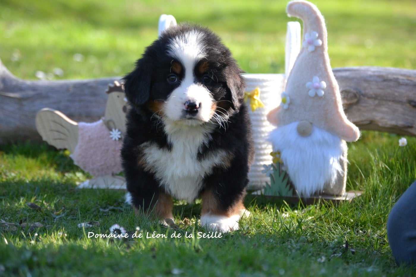 Bouvier Bernois - du Domaine De Léon De La Seille