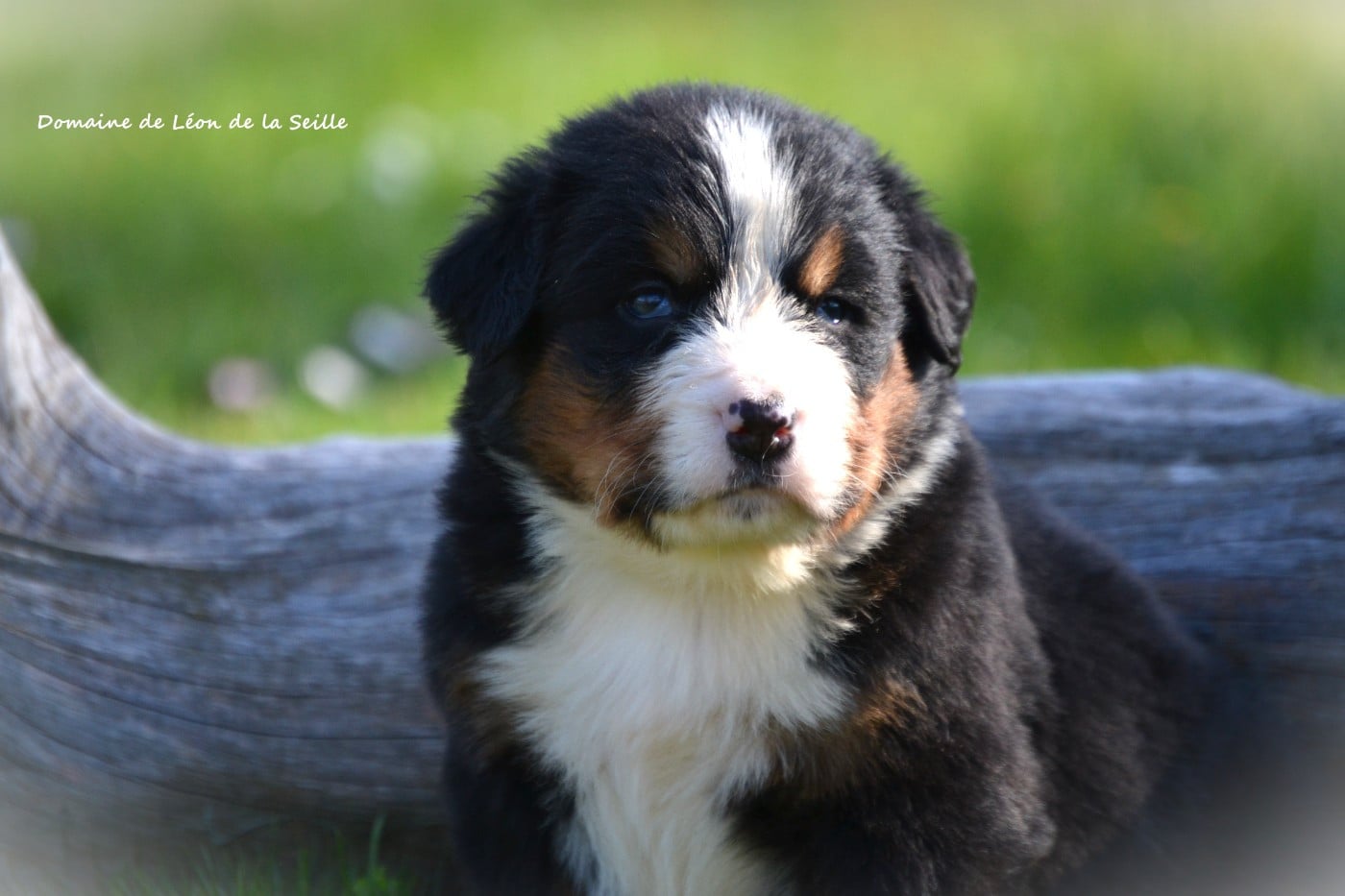 Bouvier Bernois - du Domaine De Léon De La Seille