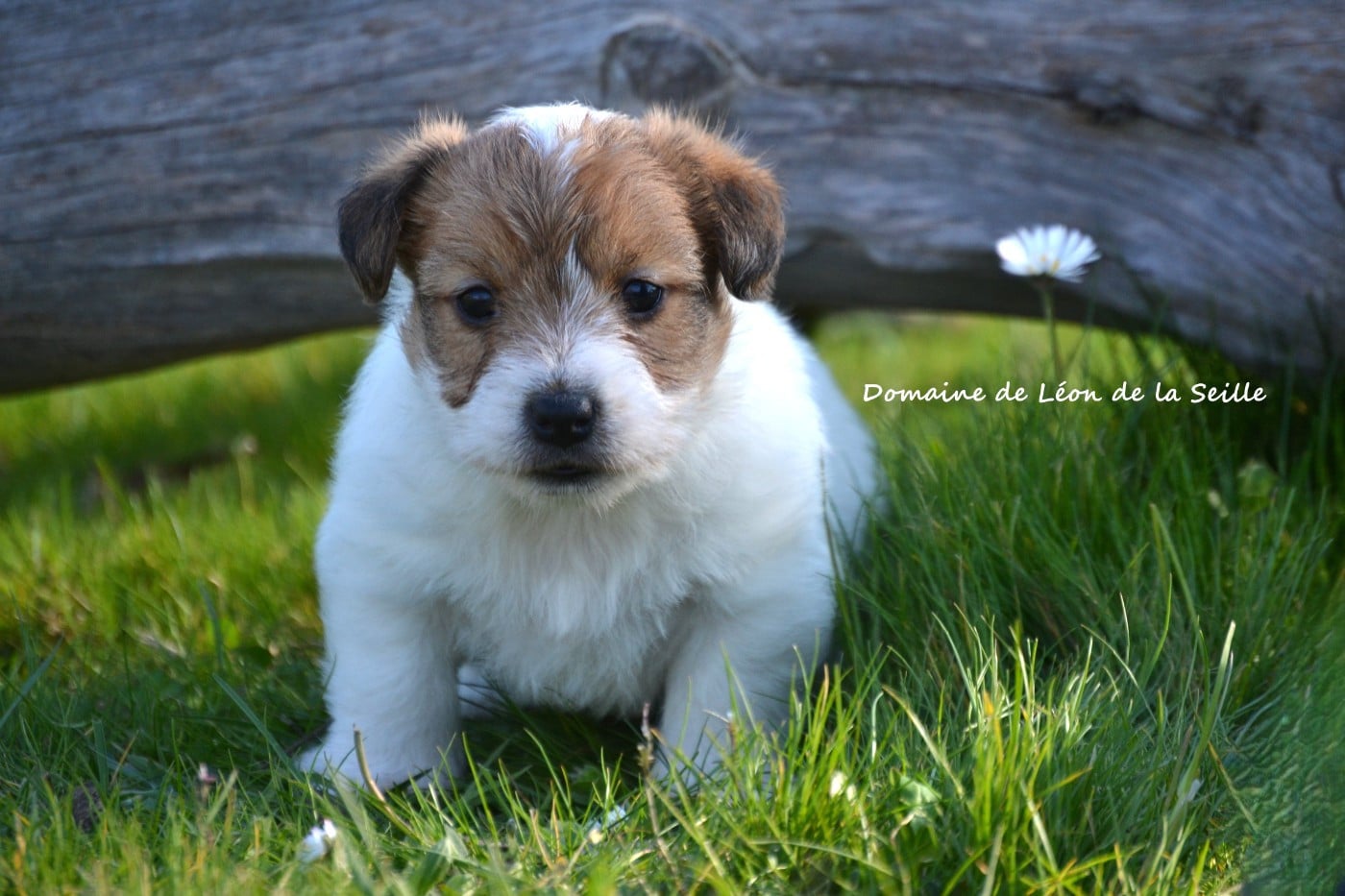 Jack Russell Terrier - du Domaine De Léon De La Seille