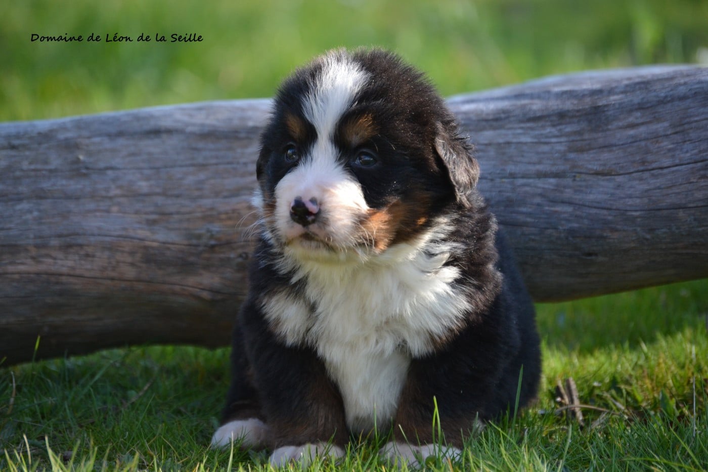 BRIGHT DU DOMAINE DE LEON DE LA SEILLE