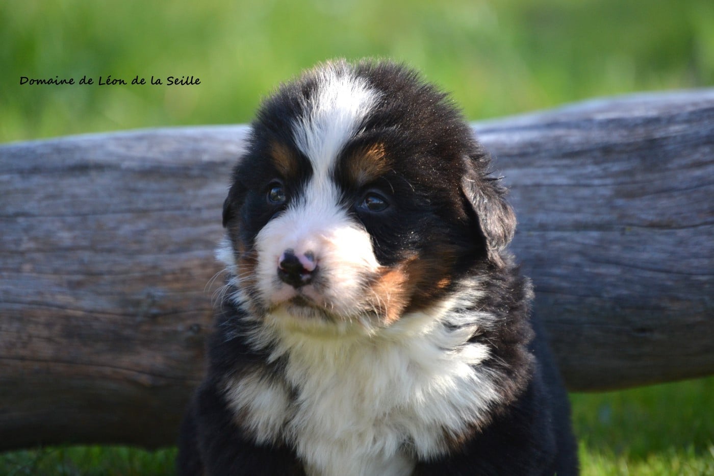 BRIGHT DU DOMAINE DE LEON DE LA SEILLE