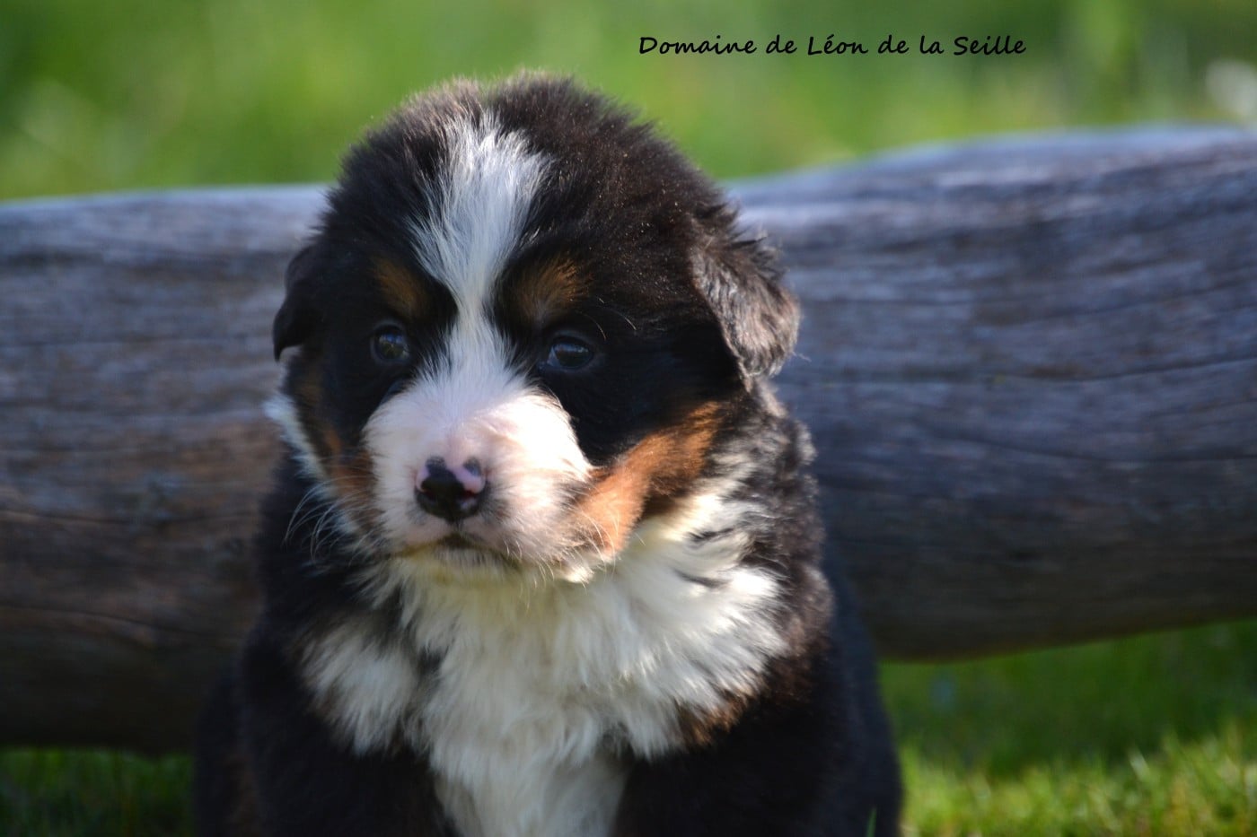 BRIGHT DU DOMAINE DE LEON DE LA SEILLE