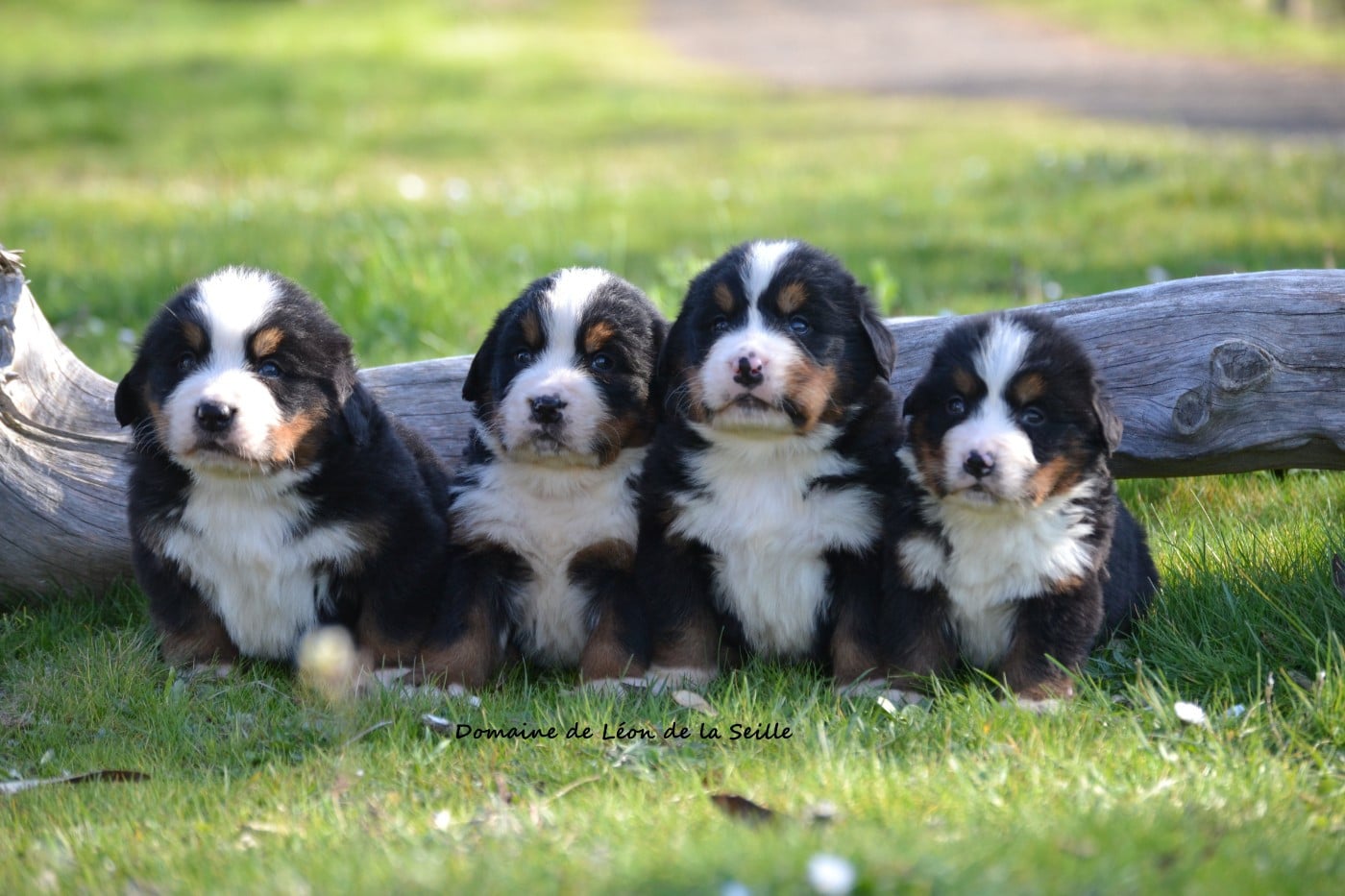 Bouvier Bernois - du Domaine De Léon De La Seille