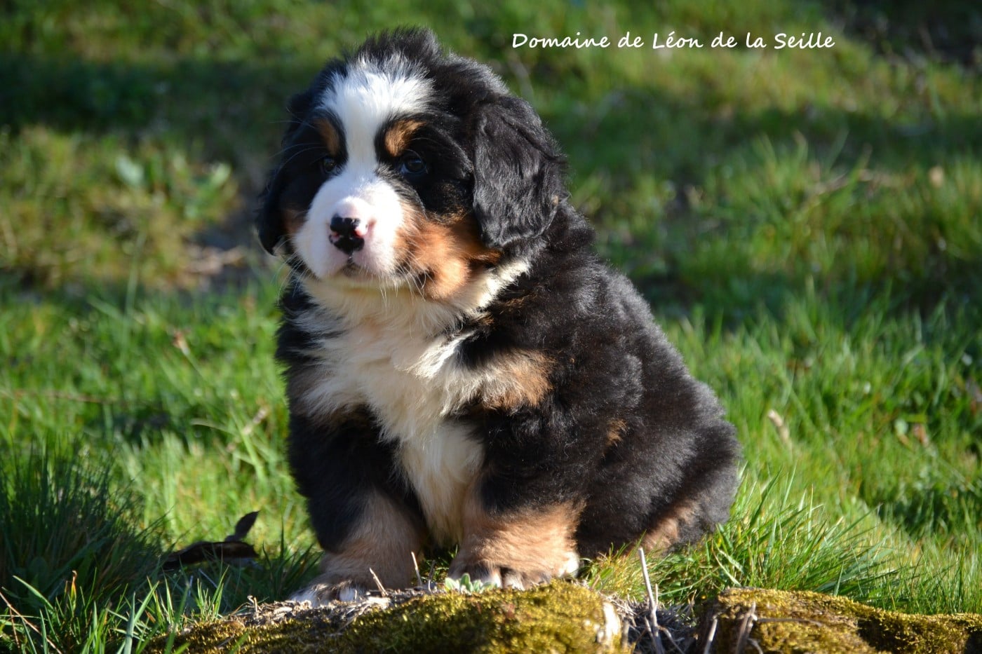 Bouvier Bernois - du Domaine De Léon De La Seille