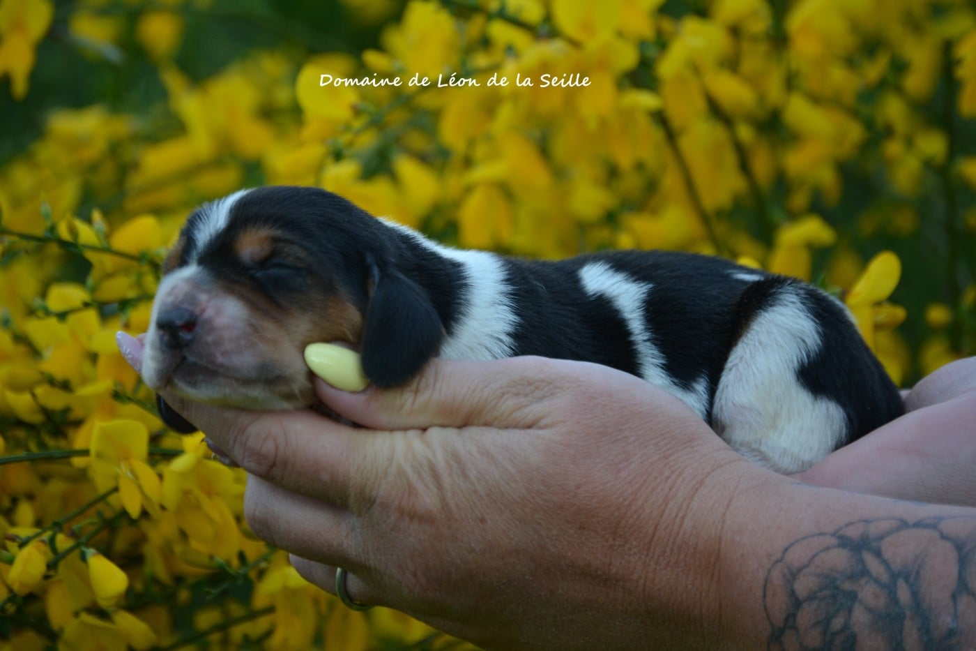 Basset Hound - du Domaine De Léon De La Seille