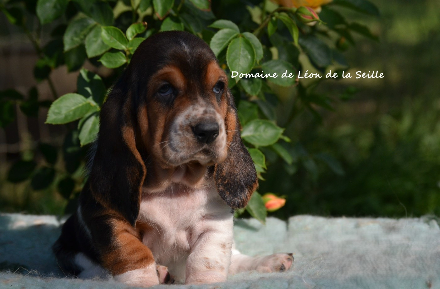 Bulsy dit bubulle