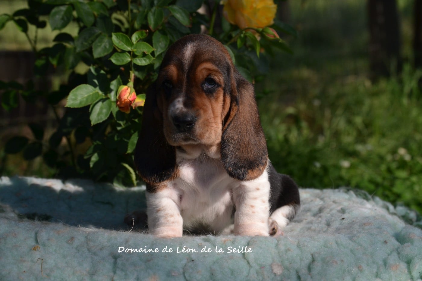 B DU DOMAINE DE LEON DE LA SEILLE