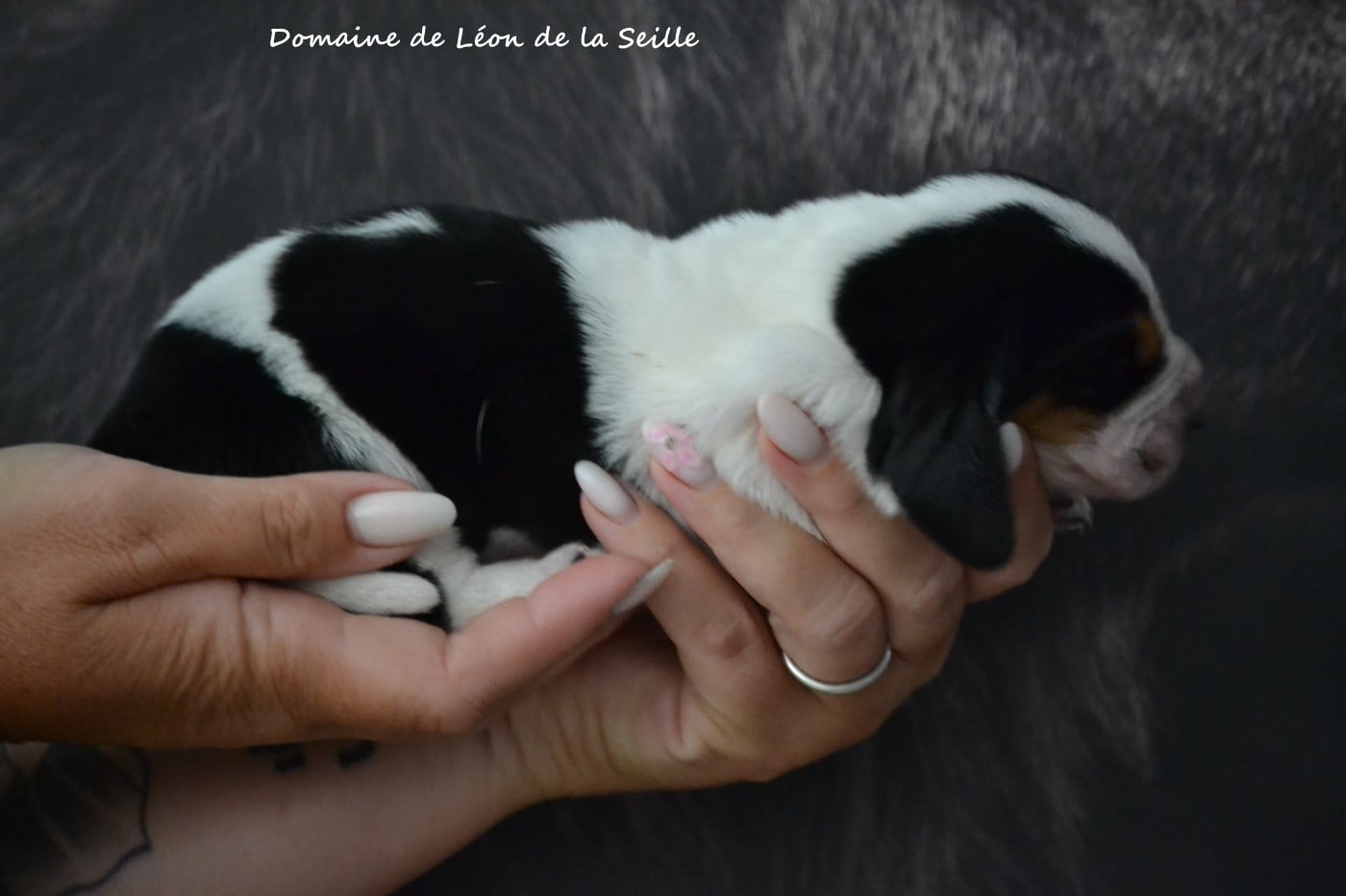 BERTHILLE DU DOMAINE DE LEON DE LA SEILLE