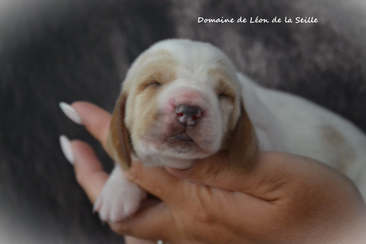 BRUNO DU DOMAINE DE LEON DE LA SEILLE