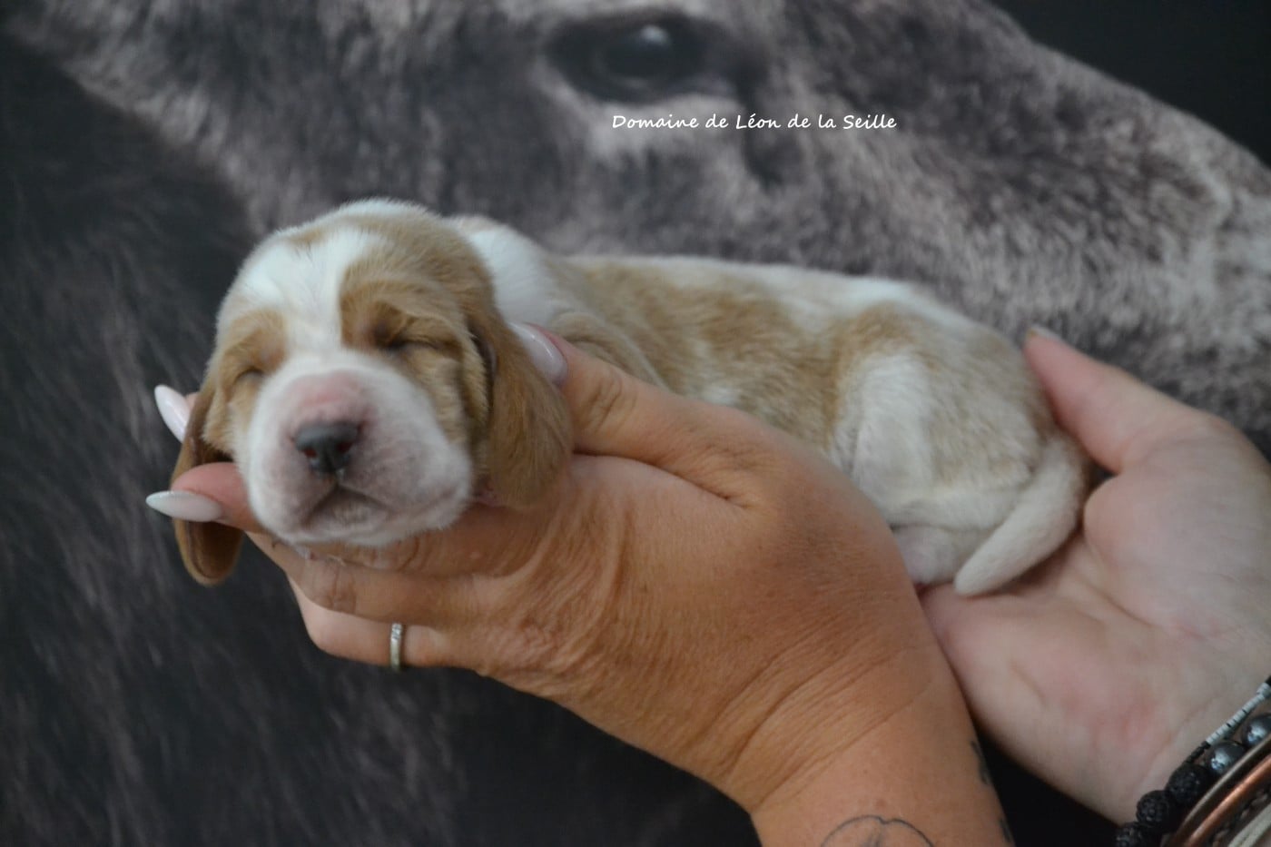 Basset Hound - du Domaine De Léon De La Seille