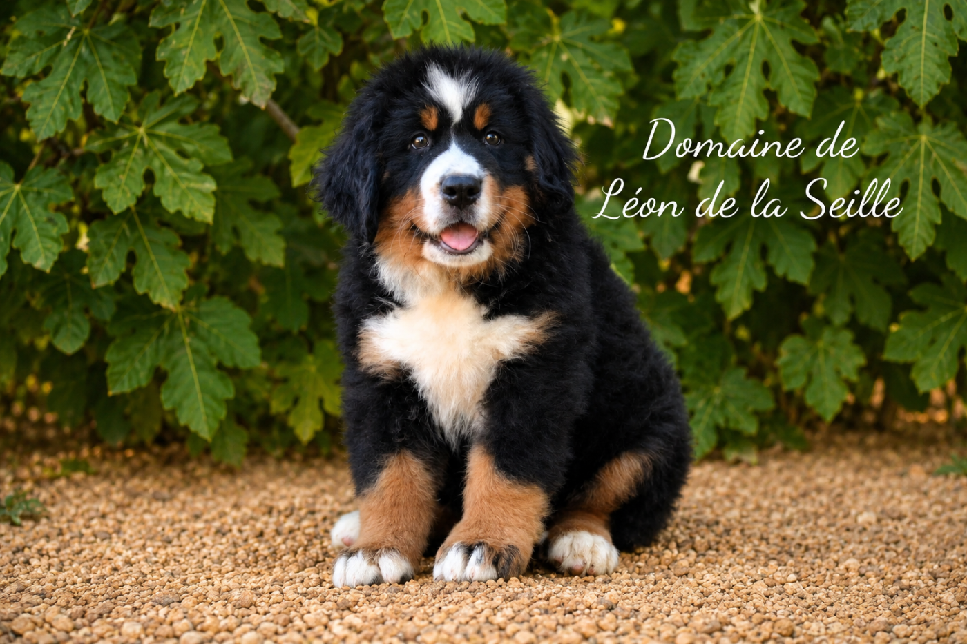 Barbapapa du domaine de Léon de la seille