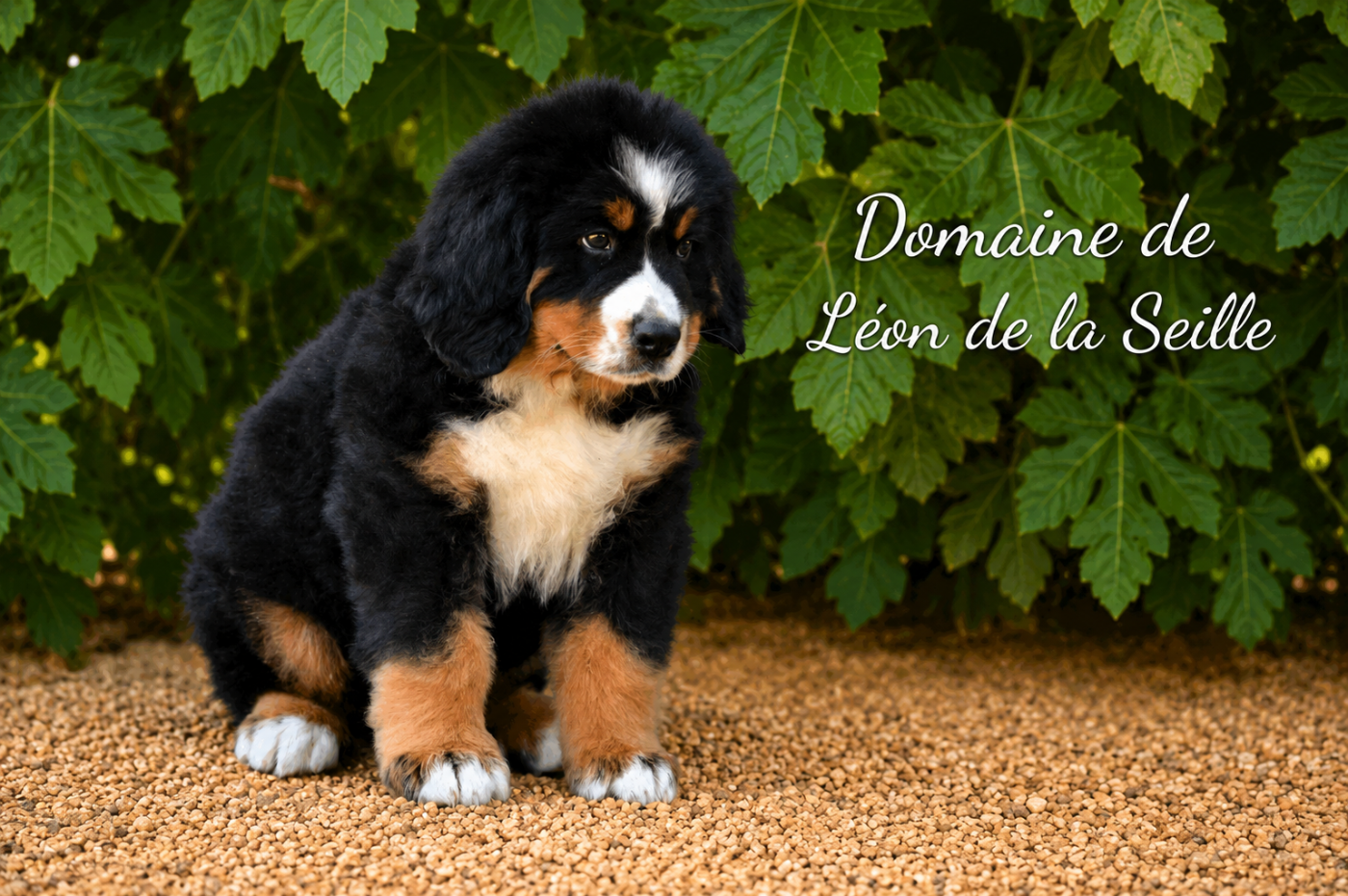 Barbapapa du domaine de Léon de la seille