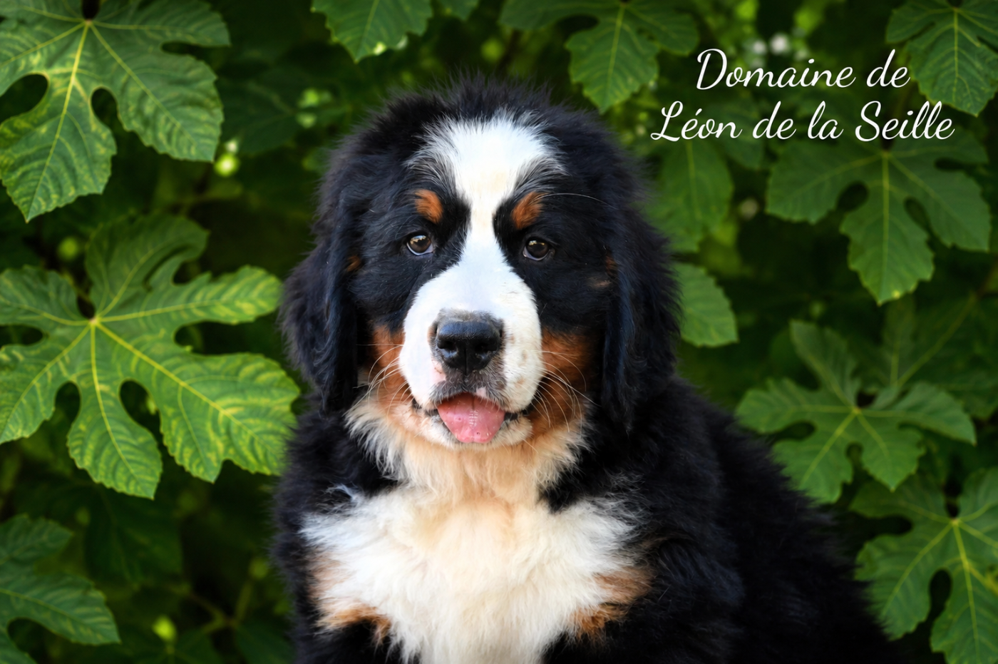 Bernie du domaine de Léon de la seille