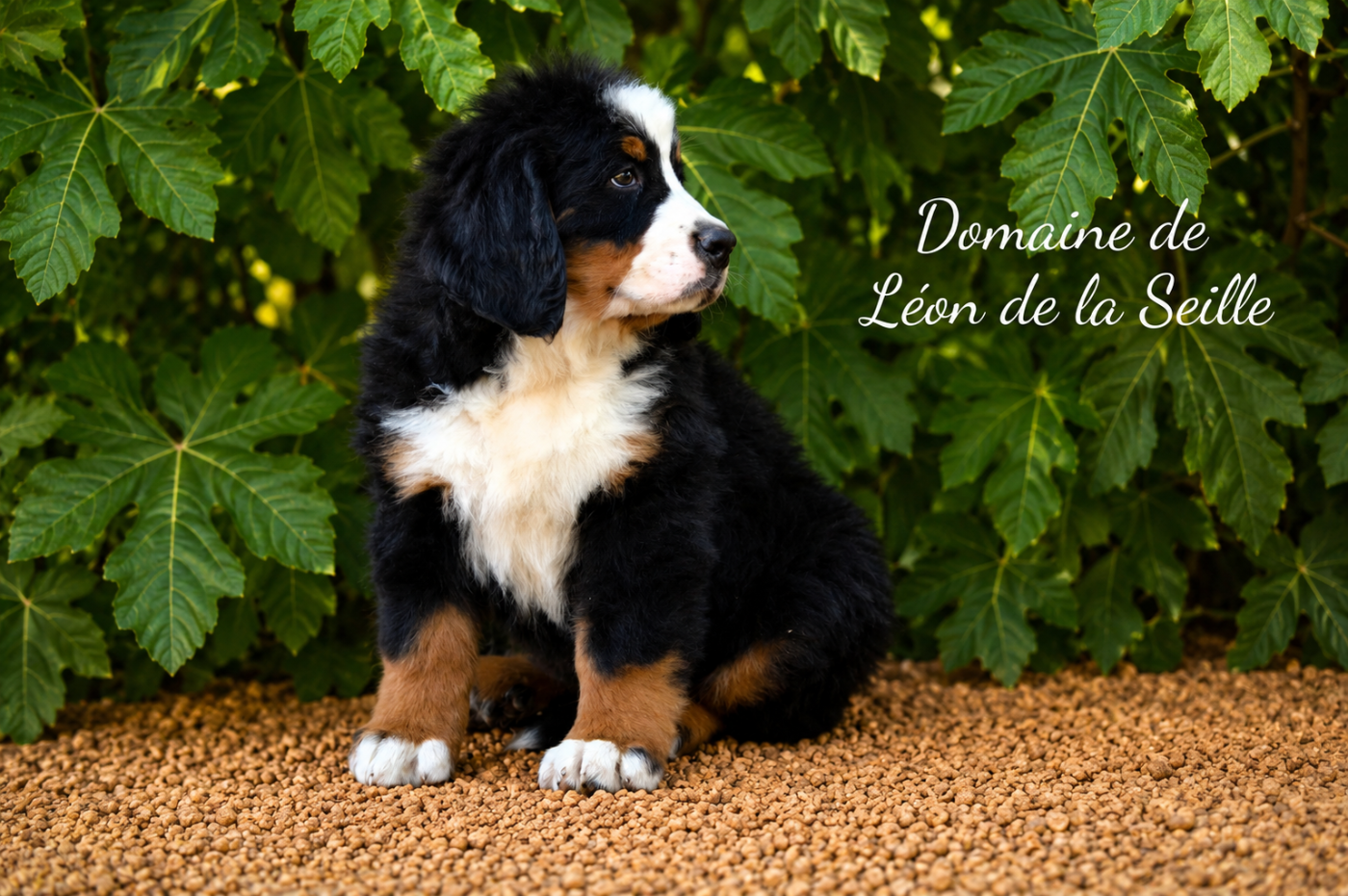 Bernie du domaine de Léon de la seille