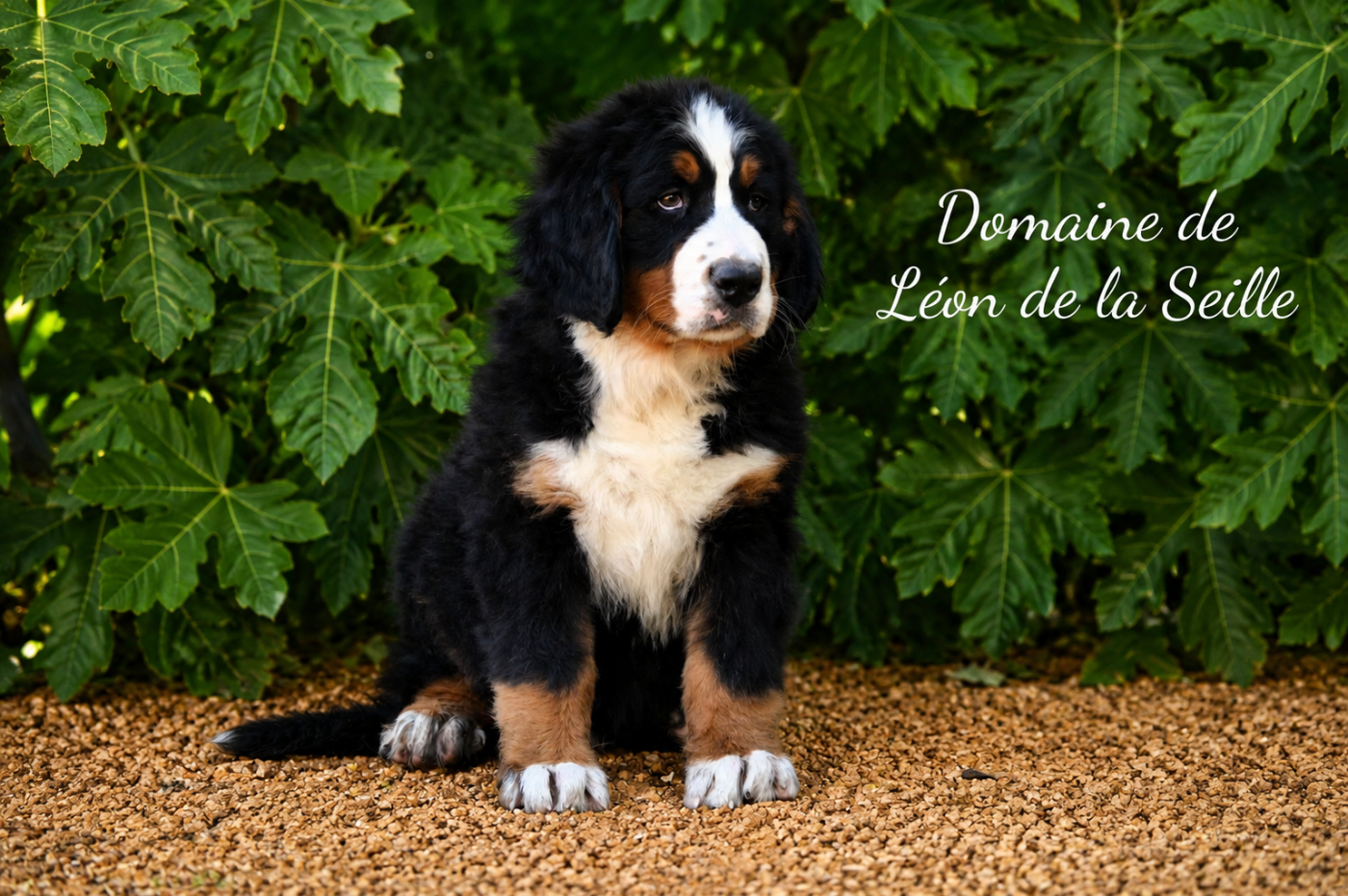 Bruno du domaine de Léon de la seille