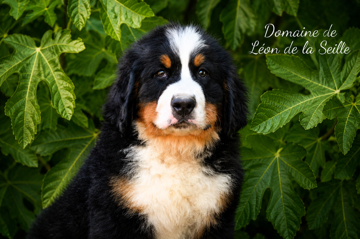 Baloo du domaine de Léon de la seille