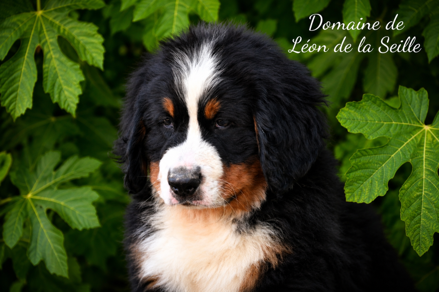 Baloo du domaine de Léon de la seille