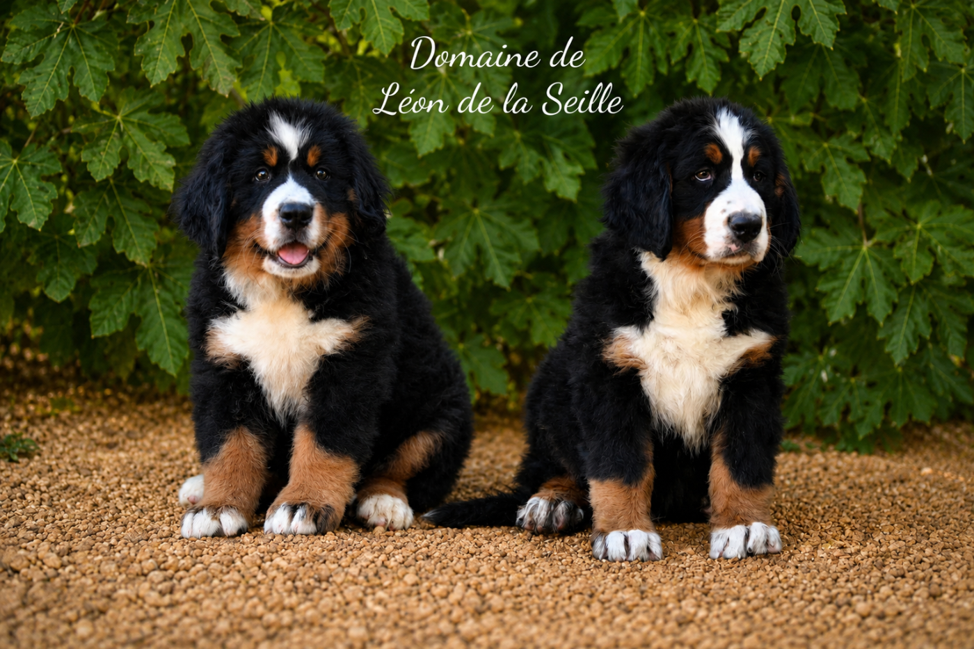 Bouvier Bernois - du Domaine De Léon De La Seille