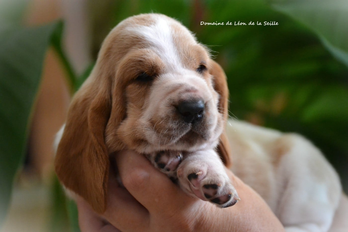 Basset Hound - du Domaine De Léon De La Seille