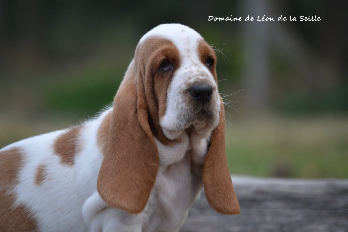 Basset Hound - du Domaine De Léon De La Seille