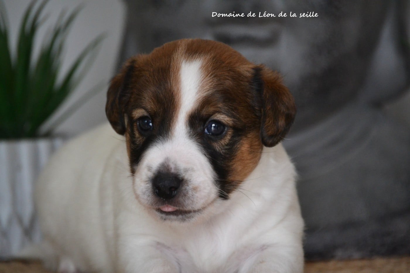 Jack Russell Terrier - du Domaine De Léon De La Seille