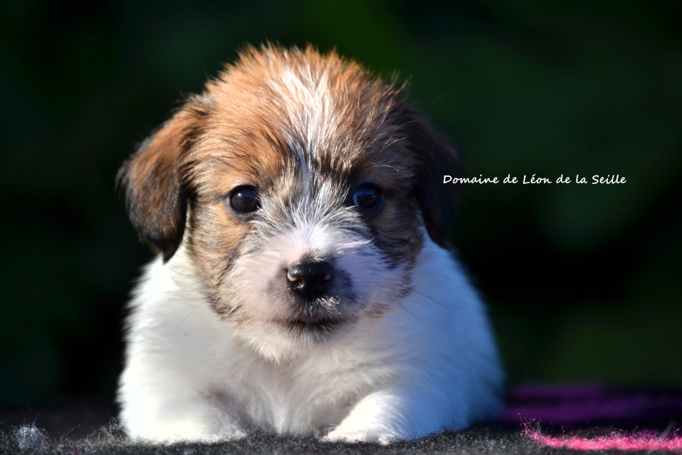 Jack Russell Terrier - du Domaine De Léon De La Seille