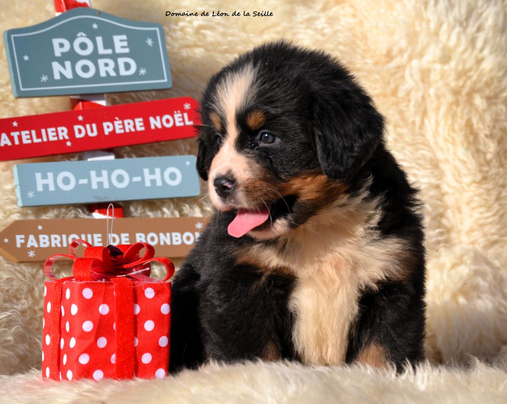 AUGUSTINE DU DOMAINE DE LEON DE LA SEILLE