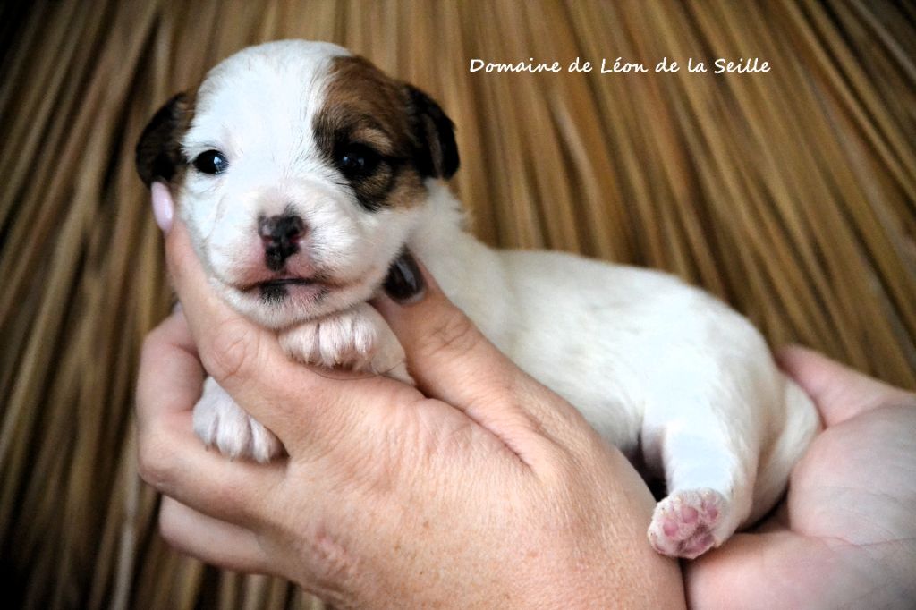 Jack Russell Terrier - du Domaine De Léon De La Seille