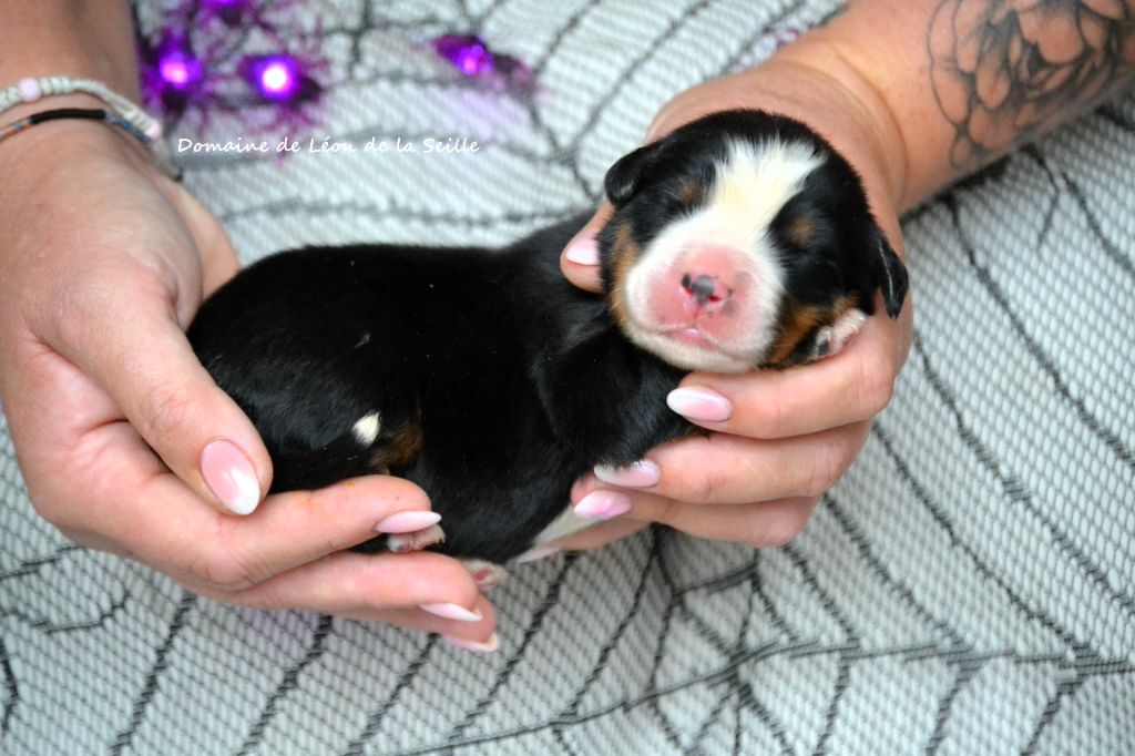 ABRACADABRA DU DOMAINE DE LEON DE LA SEILLE