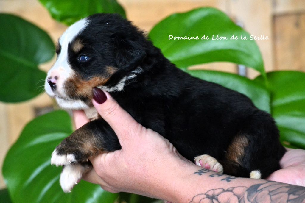 ABRARACOURCIX DU DOMAINE DE LEON DE LA SEILLE