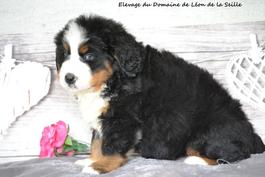 Chiot Eleveur De Chiens Bouvier Bernois Elevage Du Domaine De Leon De La Seille
