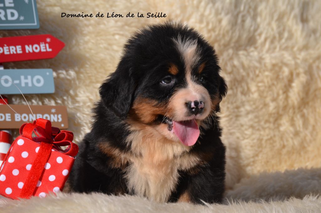 A PIPA DU DOMAINE DE LEON DE LA SEILLE