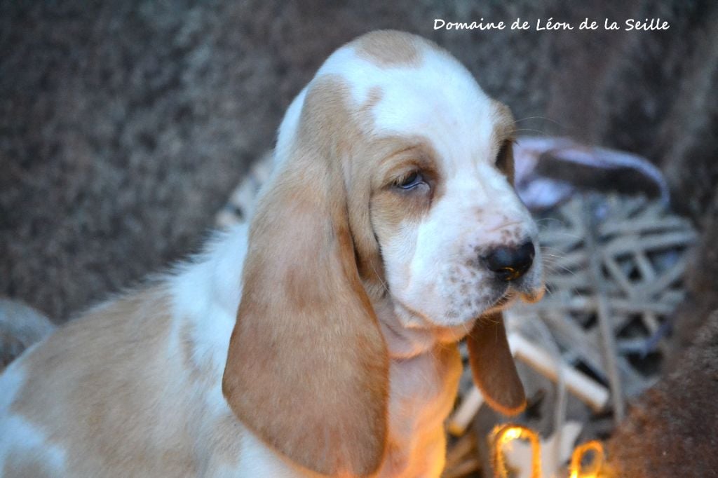 ALIENOR DU DOMAINE DE LEON DE LA SEILLE