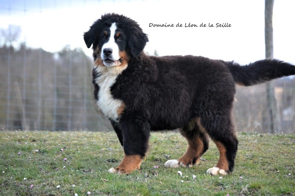 VALENCAY DU DOMAINE DE LEON DE LA SEILLE