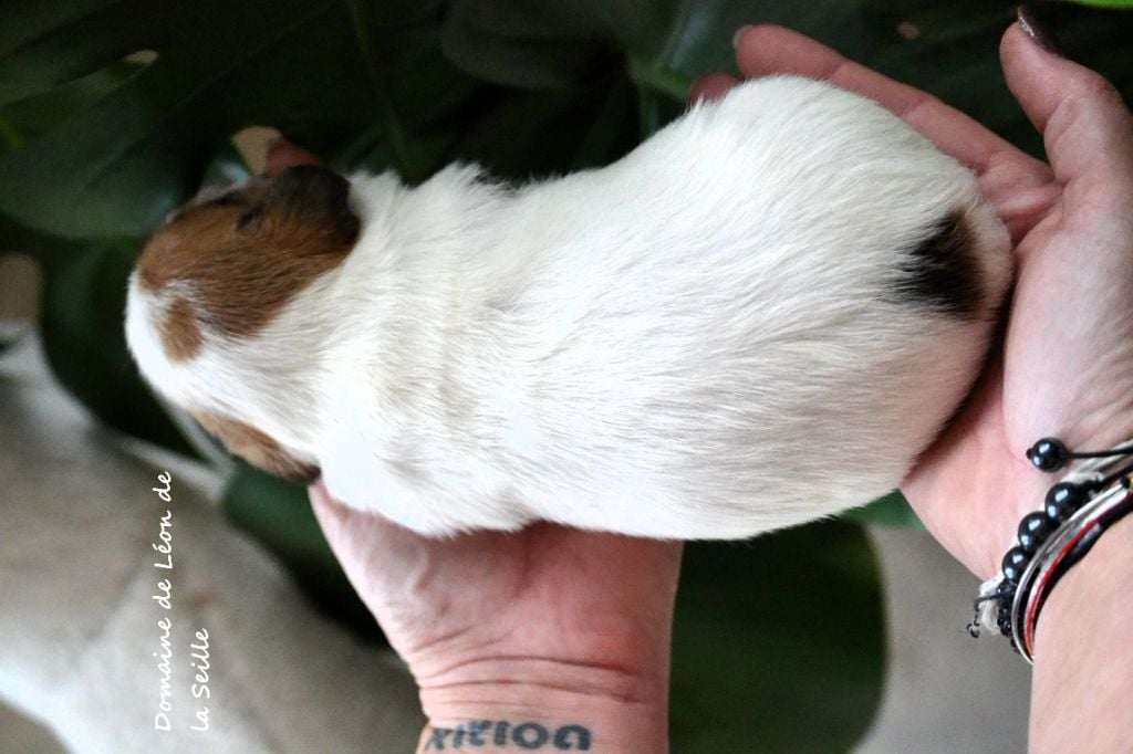 BUTTERFLY DU DOMAINE DE LEON DE LA SEILLE