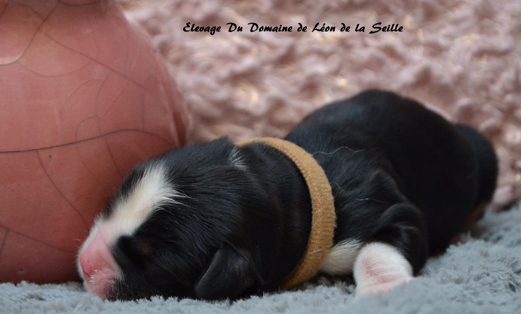 Nouky du Domaine de Léon de la seille