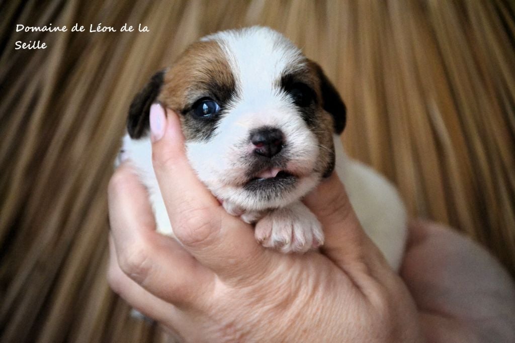 BUTTERFLY DU DOMAINE DE LEON DE LA SEILLE