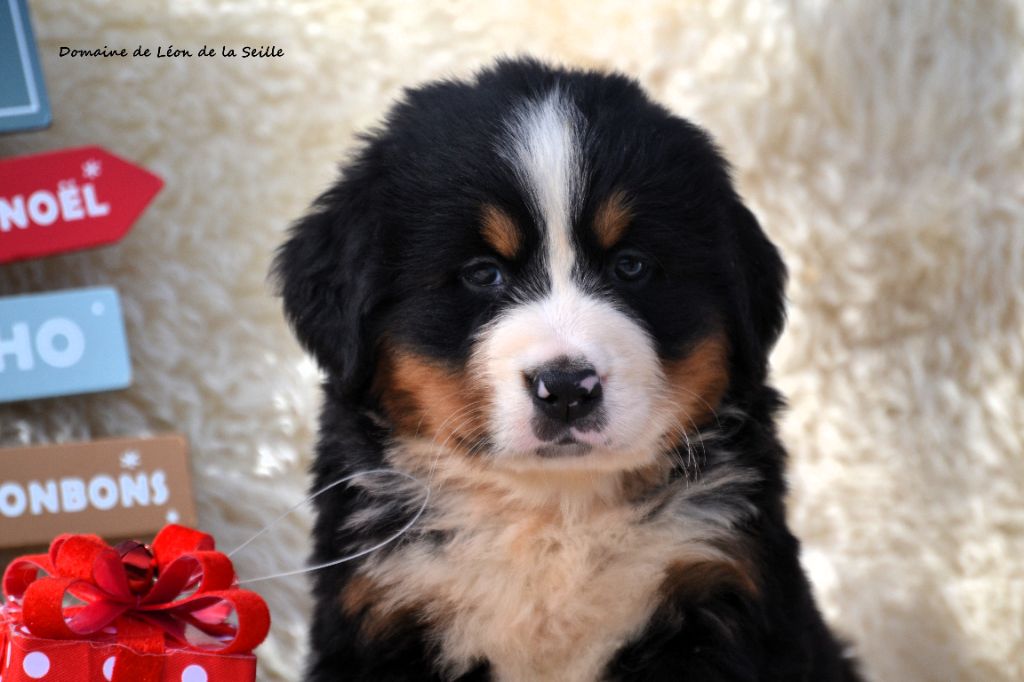 ALBA DU DOMAINE DE LEON DE LA SEILLE