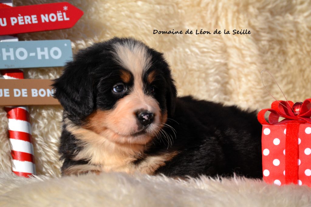 API DU DOMAINE DE LEON DE LA SEILLE