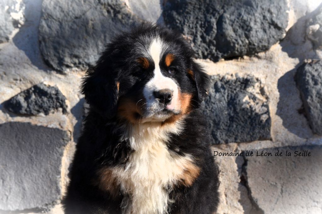 Vauban DU DOMAINE DE LEON DE LA SEILLE