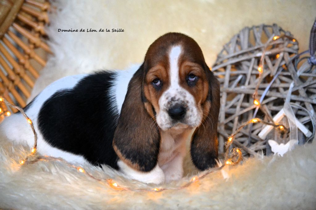 ALPHONSINE DU DOMAINE DE LEON DE LA SEILLE