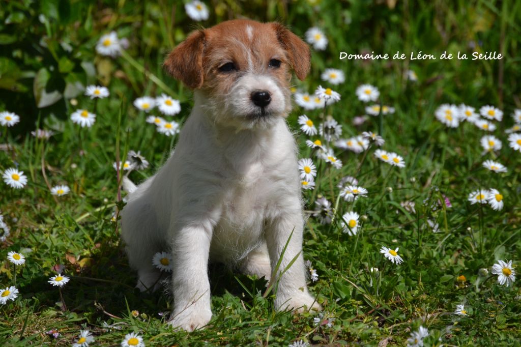 Angie DU DOMAINE DE LEON DE LA SEILLE