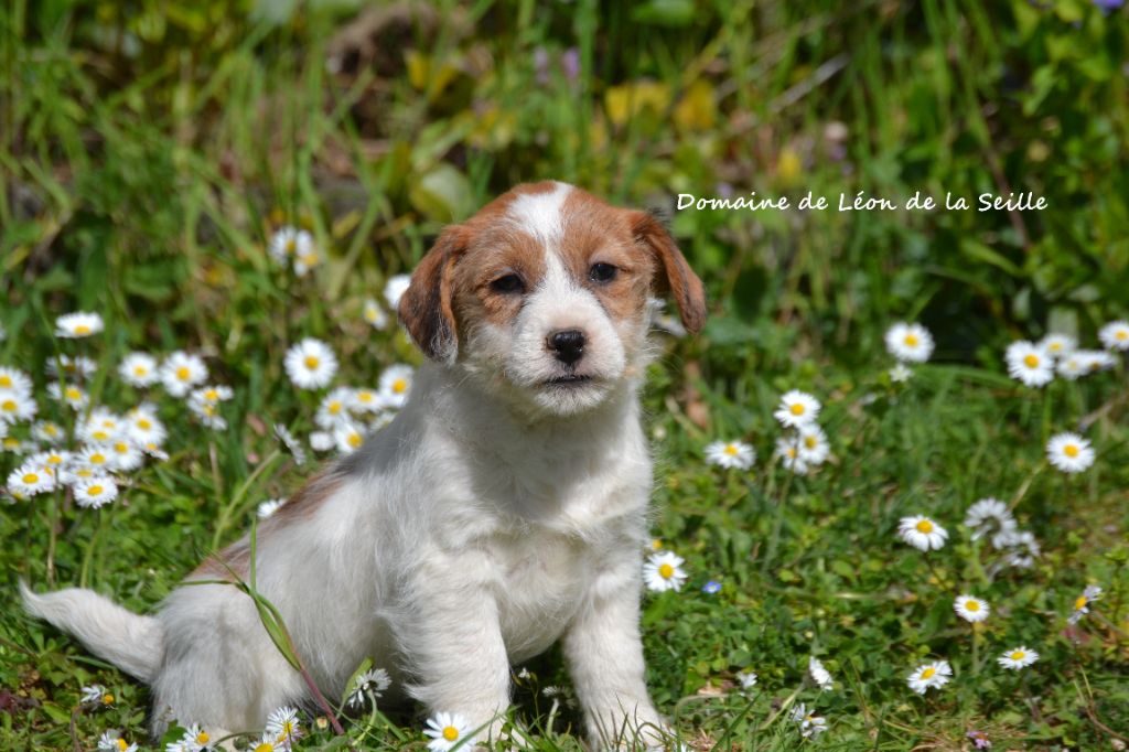 Absolutely love du Domaine de Léon de la seille