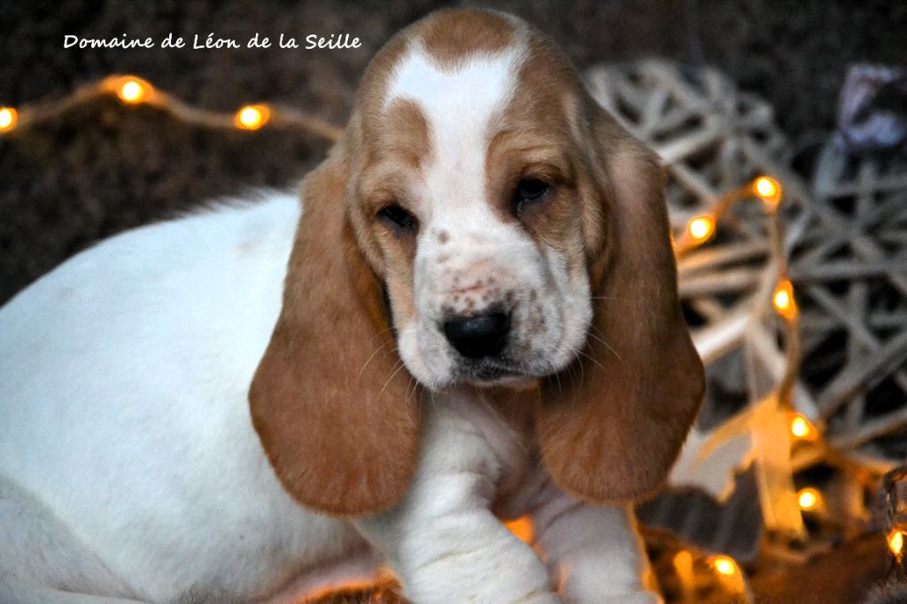 AVA DU DOMAINE DE LEON DE LA SEILLE