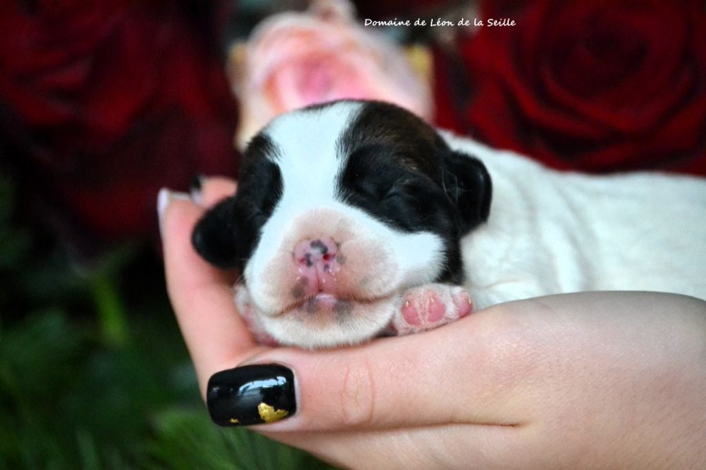 Jack Russell Terrier - du Domaine De Léon De La Seille