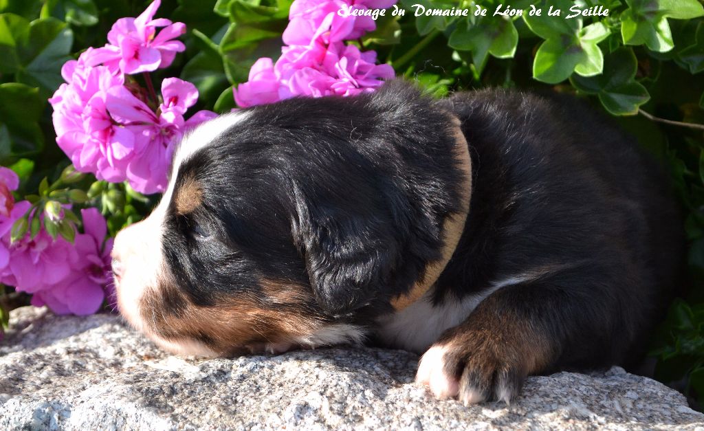Nikita du Domaine de Léon de la seille