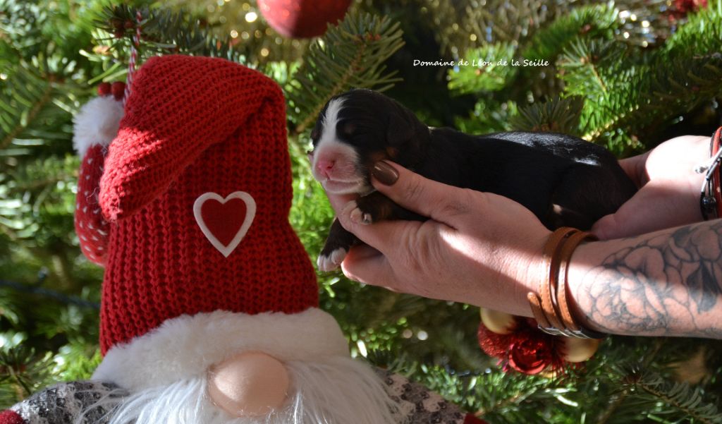 Bouvier Bernois - du Domaine De Léon De La Seille