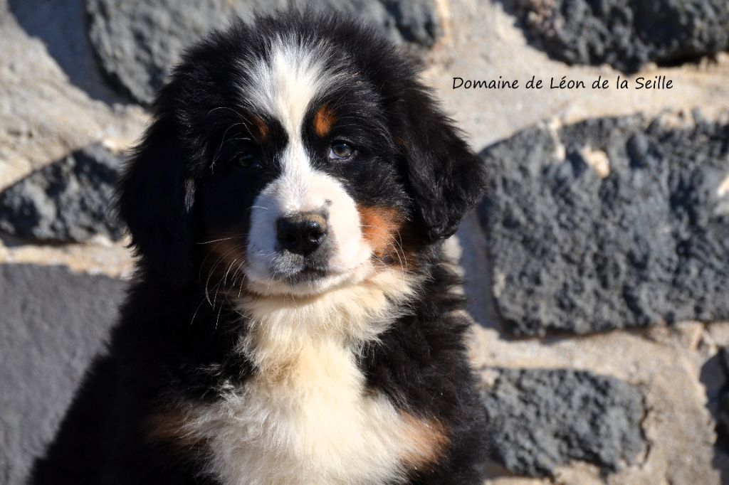 Valkyrie du domaine de Léon de la seille