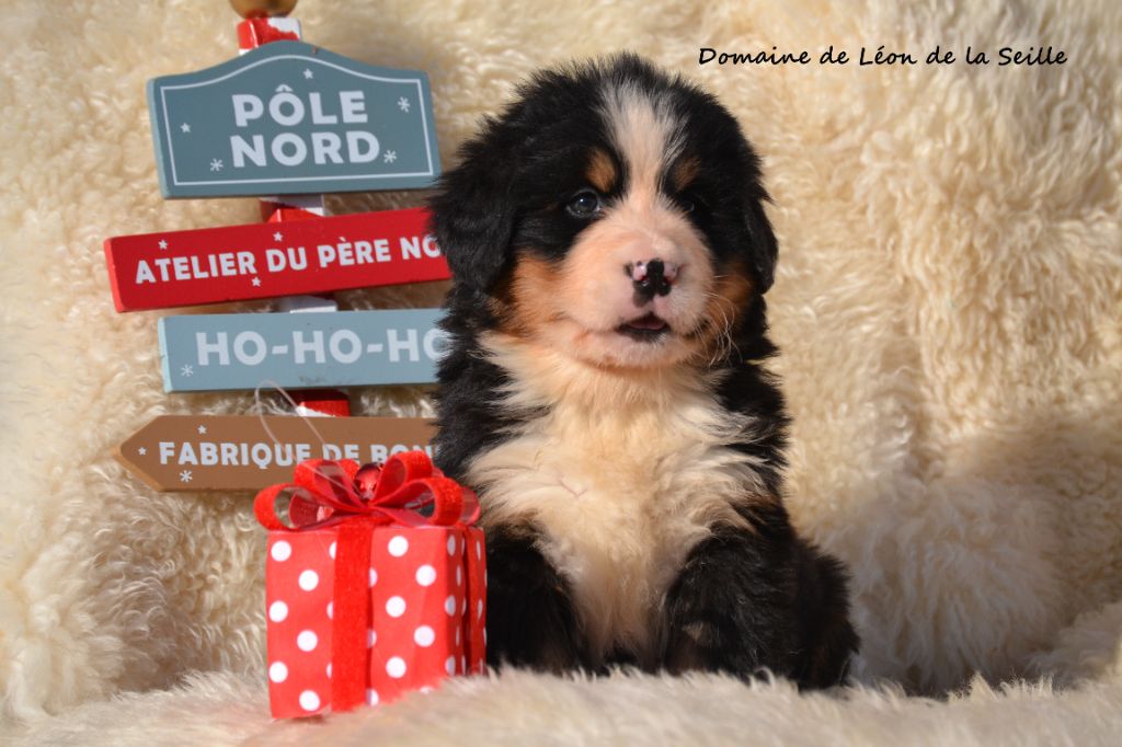 ARNAC DU DOMAINE DE LEON DE LA SEILLE