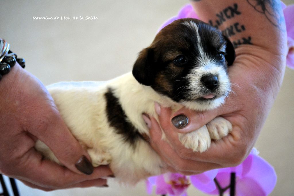 Jack Russell Terrier - du Domaine De Léon De La Seille